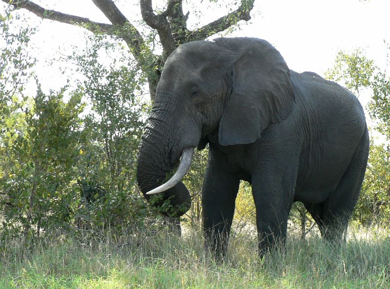 JAR 278_slon.JPG - Slon z blízka